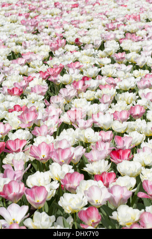 Niederlande, Lisse, Keukenhof Gärten. Tulpen Stockfoto