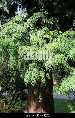 Westliche rote Zeder Stockfoto