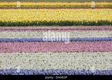 Niederlande, Noordwijk, Tulpe und Hyazinthe Felder Stockfoto