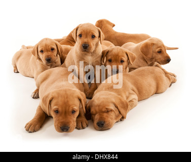 9 Labrador Welpen Stockfoto