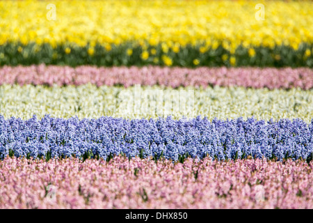 Niederlande, Noordwijk, Tulpe und Hyazinthe Felder. Stockfoto
