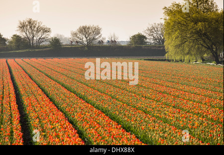 Niederlande, Hillegom, Tulpenfeld Stockfoto