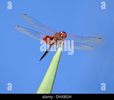 Libelle sitzt auf einer Pflanze Stockfoto