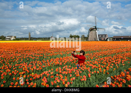 Niederlande, Noordwijkerhout, Tulpenfeld, Windmühle. Tourist, Frau, Aufnahme Stockfoto