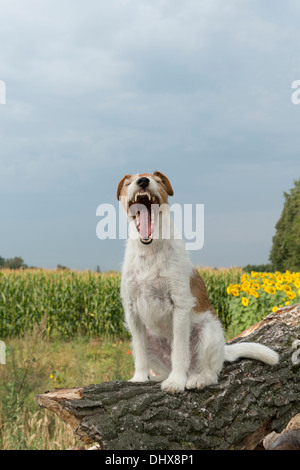 Jack Russell Terrier Hund Gähnend Stockfoto