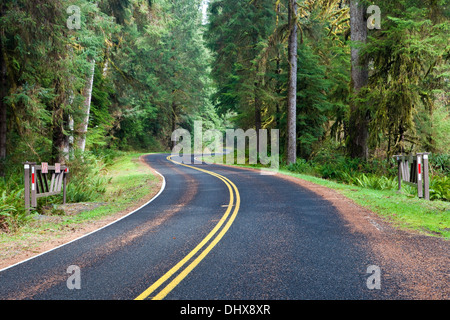 Die Hoh River Road schlängelt sich durch Olympic Nationalpark, Washington, USA. Stockfoto