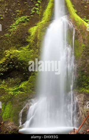 Marymere Falls in Olympic Nationalpark, Washington. Stockfoto