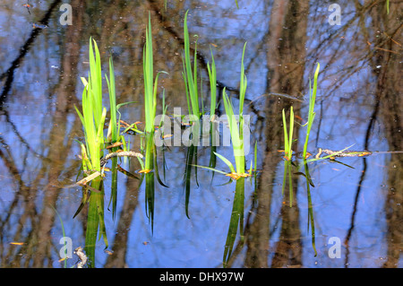 Schilf im Wasser Stockfoto