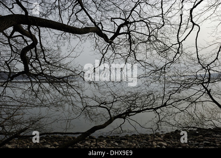 Blattlose Bäume im winter Stockfoto