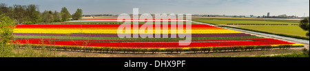 Niederlande, Lisse, High Angle Panoramablick vom Keukenhof Gärten auf Tulpenfelder Stockfoto