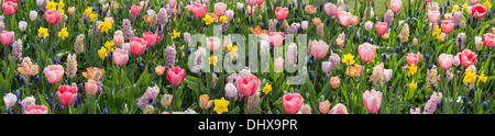 Niederlande, Lisse, Keukenhof Gärten. Verschiedene bunte Blumen. Panorama-Blick Stockfoto