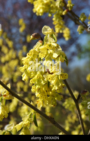 Corylopsis glabrescens Stockfoto