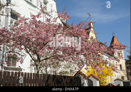 Zierkirsche Stockfoto