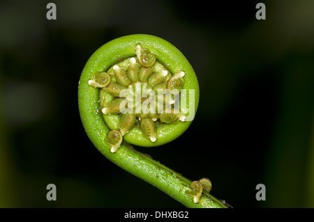 Farn Farnwedel unfurling Stockfoto