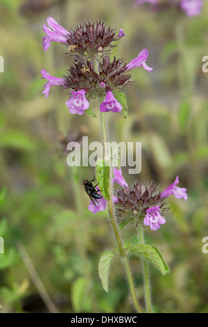 Wildes Basilikum, Clinopodium vulgare Stockfoto