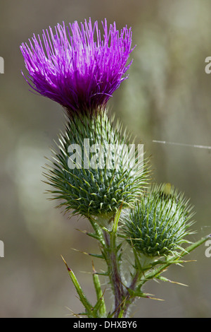 Spiny Plumeless Thistle, Blütenstandsboden acanthoides Stockfoto