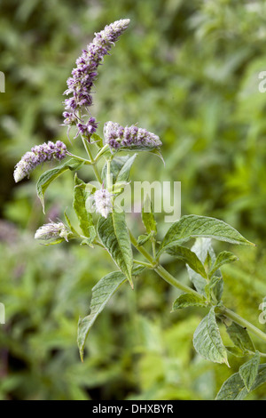 Mentha Longifolia, Pferd Minze Stockfoto