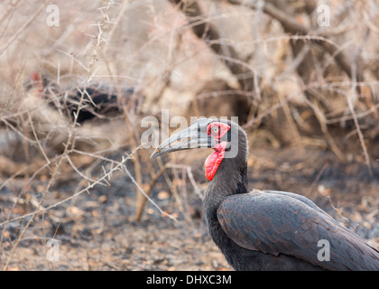 Südliche Hornrabe Nahrungssuche in den Kruger Nationalpark SA. Stockfoto