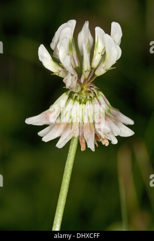 Weiß-Klee, Trifolium repens Stockfoto