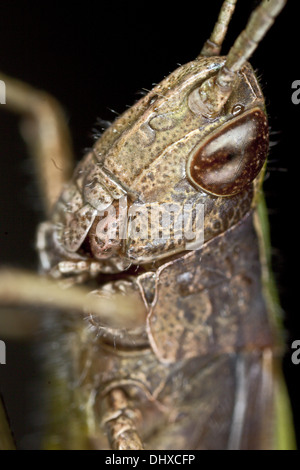 Chorthippus Dorsatus, Steppe Grasshopper Stockfoto