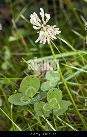 Weiß-Klee, Trifolium repens Stockfoto