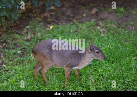 Ein blauer Duiker (Cephalophus Monticla) in Jeffreys Bay, Eastern Cape, Südafrika. Stockfoto