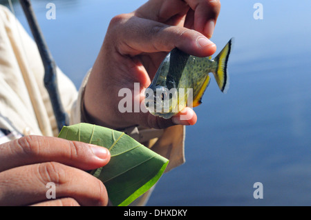 weiße Piranha Stockfoto