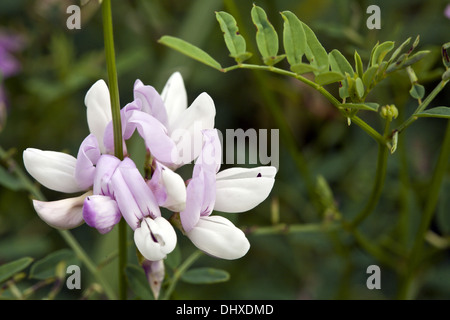 Lila Krone Wicke Coronilla varia Stockfoto