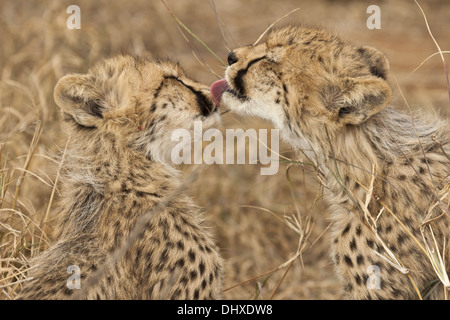 Junge Geparden (Acinonyx Jubatus) Grooming Stockfoto