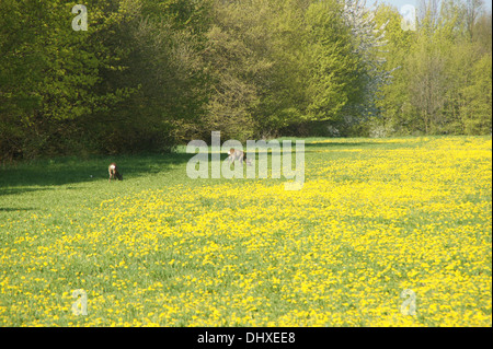 Löwenzahn Stockfoto