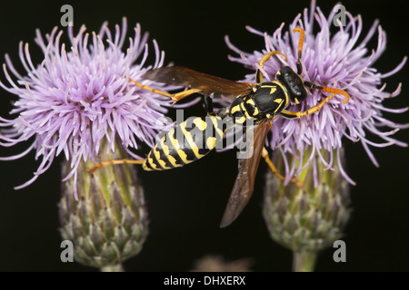 Europäische Papier Wespe Polistes dominula Stockfoto