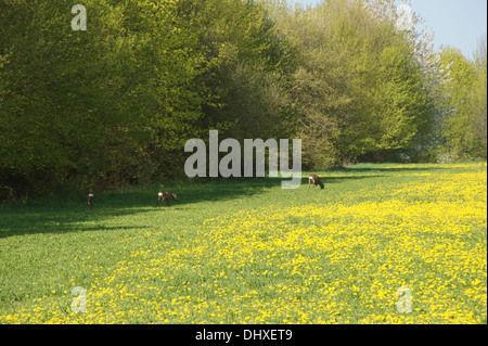 Löwenzahn Stockfoto