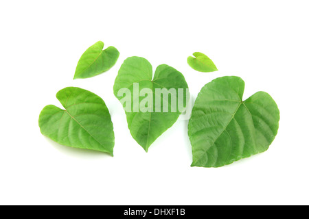 Grünes Blatt geformt wie Herz auf weißem Hintergrund. Stockfoto