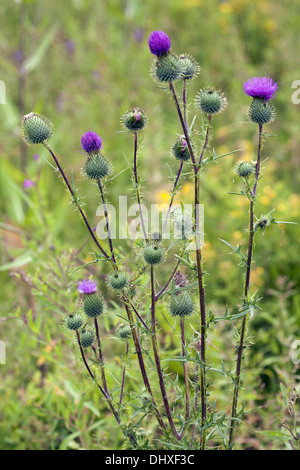 Cirsium Vulgare, Kratzdistel Stockfoto