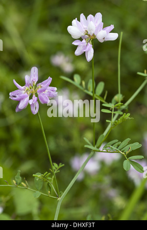 Lila Krone Wicke Coronilla varia Stockfoto