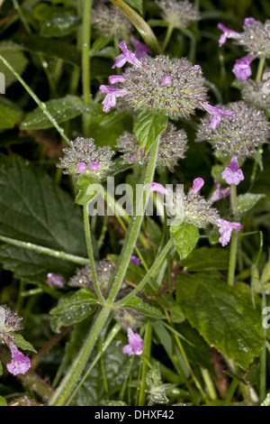 Wildes Basilikum, Clinopodium vulgare Stockfoto