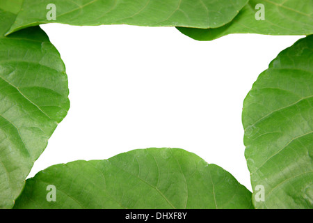 Grünes Blatt geformt wie Herz auf weißem Hintergrund. Stockfoto