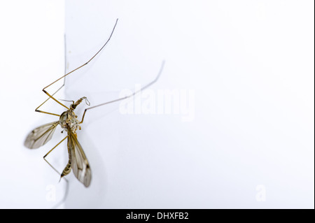 ein Kran Fly Klettern auf einer weißen Wand Stockfoto