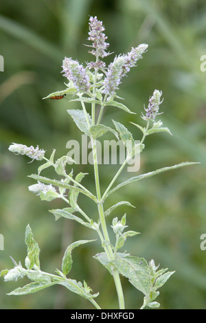 Mentha Longifolia, Pferd Minze Stockfoto