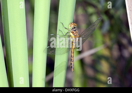 Schnauzbärtigen Darter, Sympetrum vulgatum Stockfoto