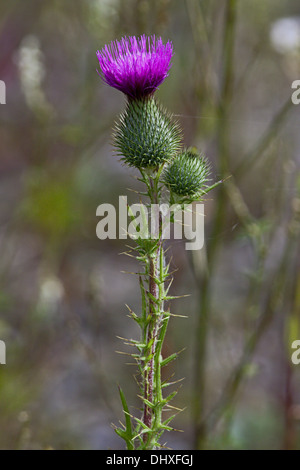 Blütenstandsboden Acanthoides, Spiny Plumeless Thistle Stockfoto