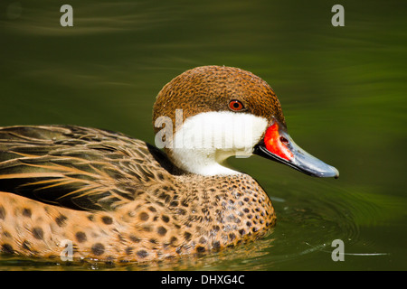 Weiße-cheeked Pintail (Anas Bahamensis) Stockfoto