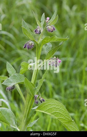 Gemeinsamen Beinwell Symphytum officinale Stockfoto