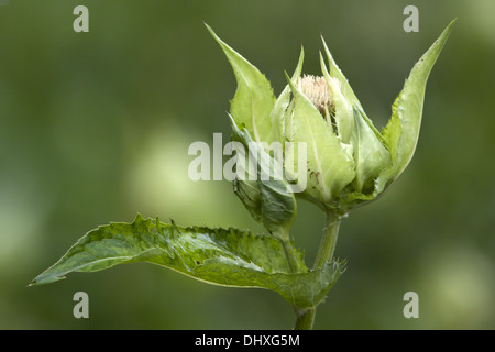 Cirsium Oleraceum, Kohl Distel Stockfoto