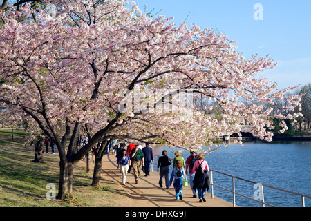 Wanderer und Kirschblüten auf Kirschblüten spazieren, Tidal Basin, Washington, DC, USA Stockfoto