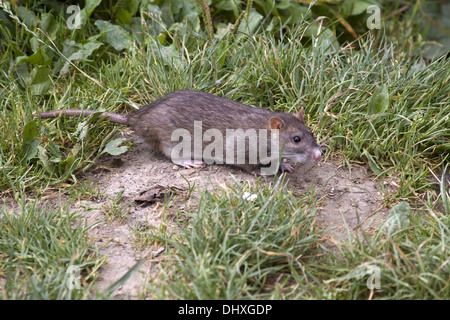 Braun Norwegen Ratte Stockfoto