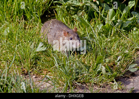 Braun Norwegen Ratte Stockfoto