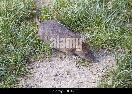 Braun Norwegen Ratte Stockfoto