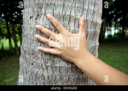 Hand-Touch-Kokosnuss im Garten. Stockfoto