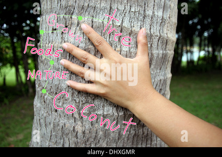 Hand-Touch-Kokosnuss im Garten. Stockfoto